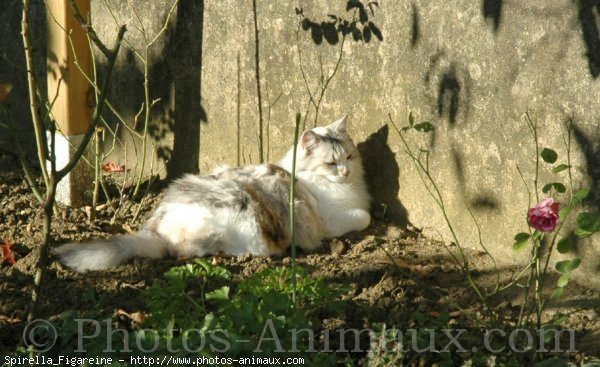 Photo de Chat domestique