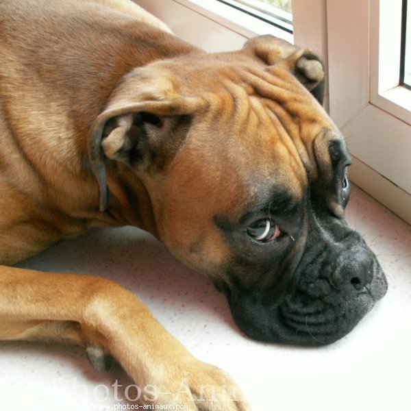 Photo de Boxer