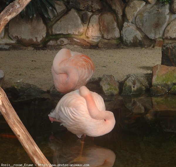 Photo de Flamand rose