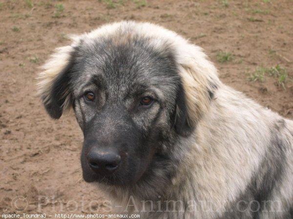 Photo de Chien de berger yougoslave de charplanina