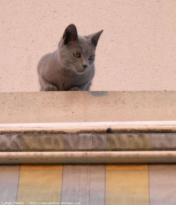 Photo de Chartreux