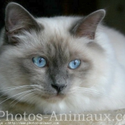 Photo de Sacr de birmanie