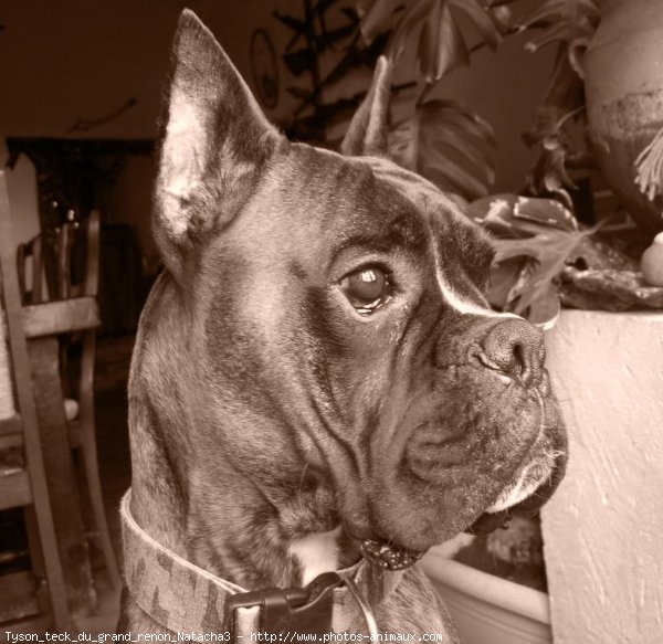 Photo de Boxer