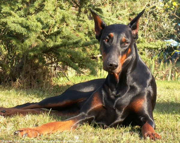 Photo de Dobermann