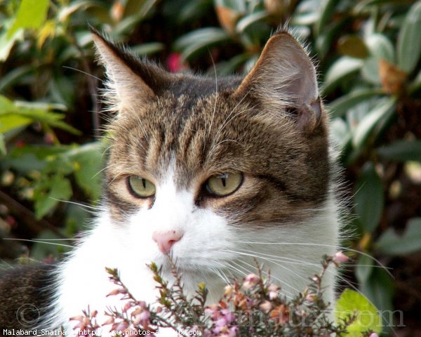 Photo de Chat domestique