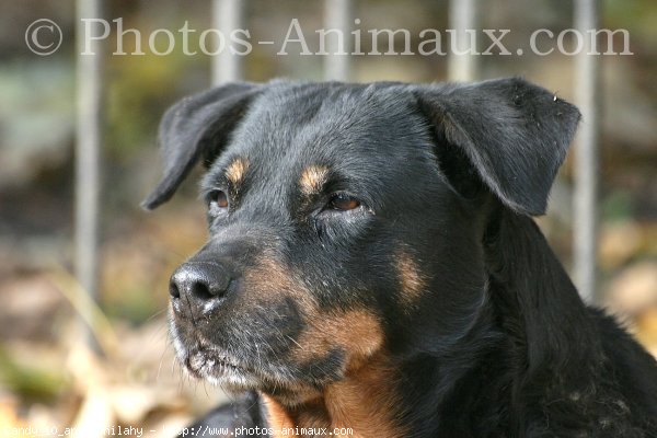 Photo de Rottweiler