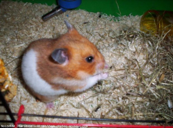 Photo de Hamster