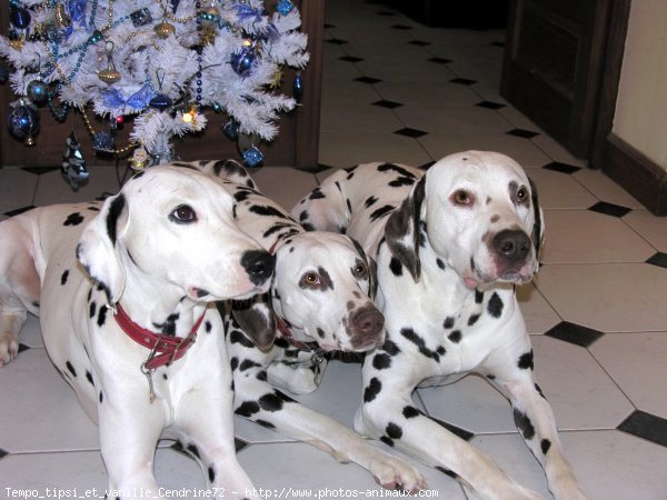 Photo de Dalmatien