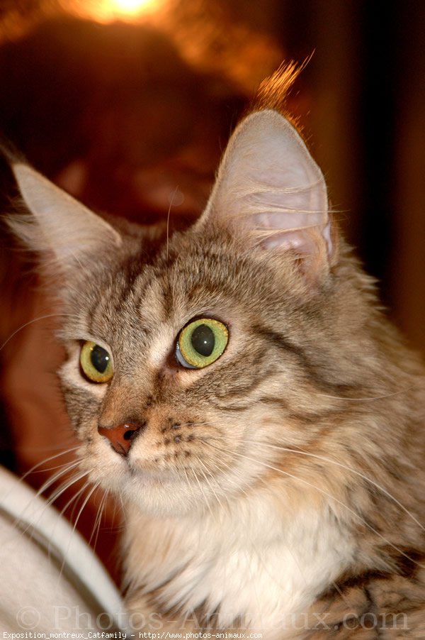 Photo de Maine coon