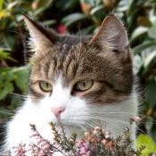 Photo de Chat domestique