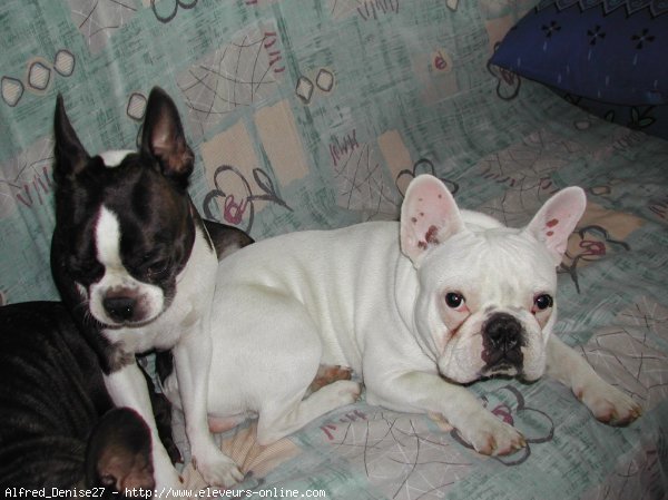 Photo de Bouledogue franais