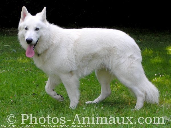 Photo de Berger blanc suisse