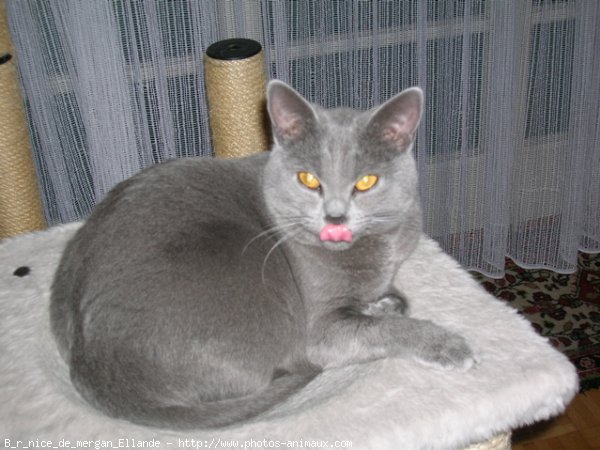 Photo de Chartreux