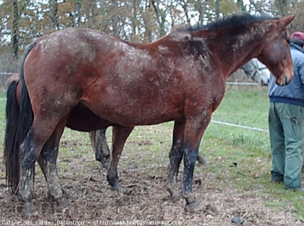 Photo de Trotteur franais