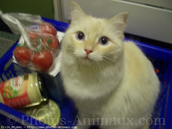 Photo de Ragdoll