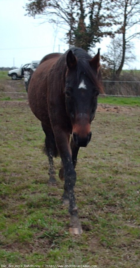 Photo de Trotteur franais