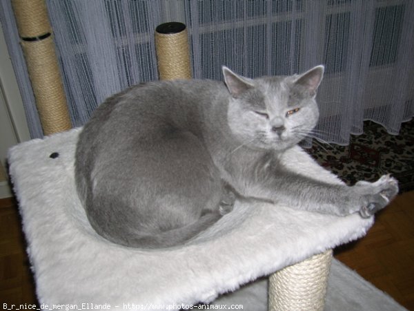 Photo de Chartreux