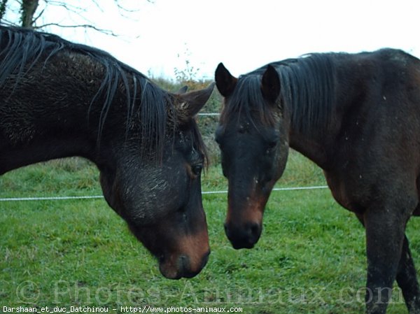 Photo de Races diffrentes