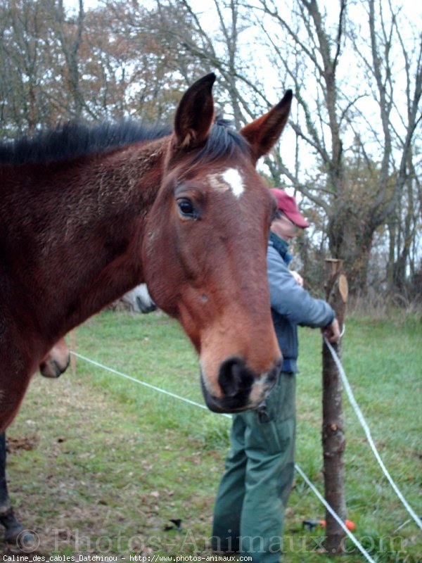 Photo de Trotteur franais