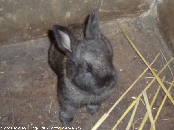 Photo de Lapin