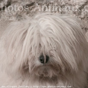 Photo de Coton de tulear