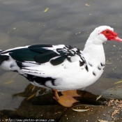 Photo de Canard