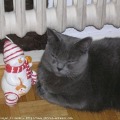 Photo de Chartreux