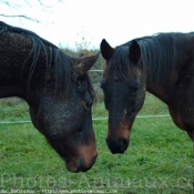 Photo de Races diffrentes