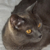 Photo de Chartreux