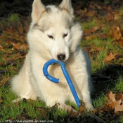 Photo de Husky siberien