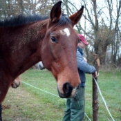 Photo de Trotteur franais