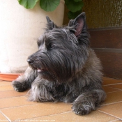 Photo de Cairn terrier