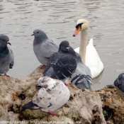 Photo de Races diffrentes