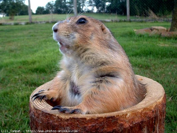 Photo de Chien de prairie