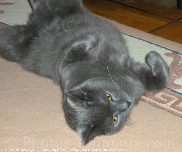 Photo de Chartreux