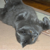 Photo de Chartreux