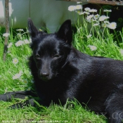 Photo de Schipperke