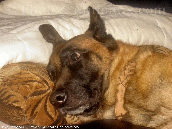 Photo de Berger belge malinois