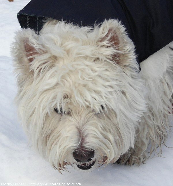 Photo de West highland white terrier