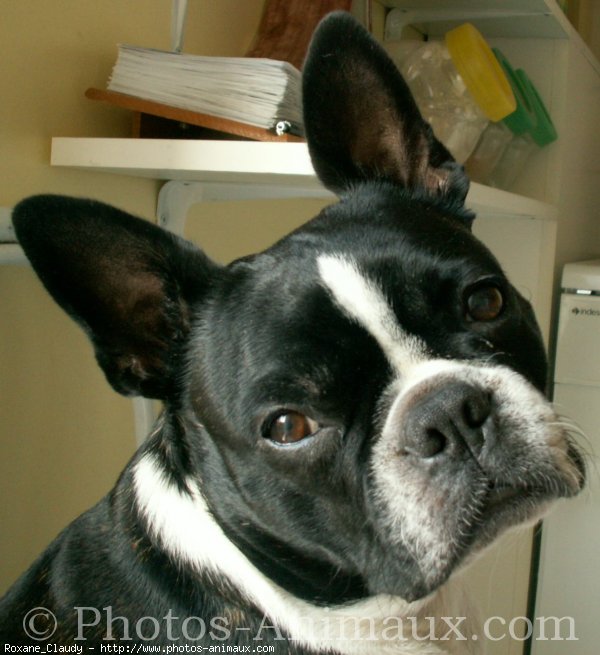 Photo de Boston terrier