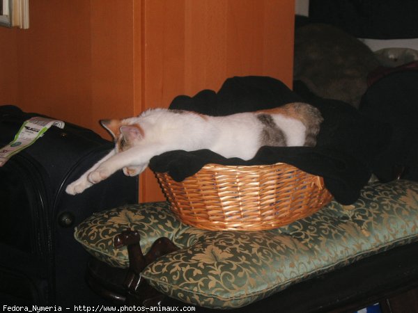 Photo de Chat domestique