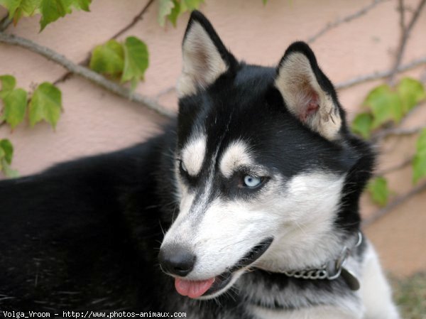 Photo de Husky siberien