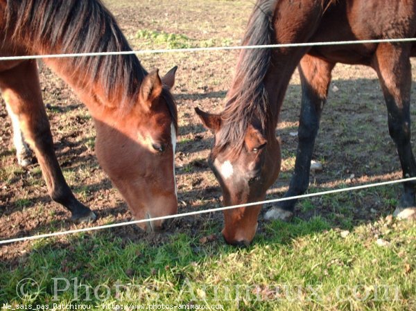 Photo de Races diffrentes