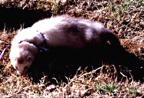 Photo de Furet