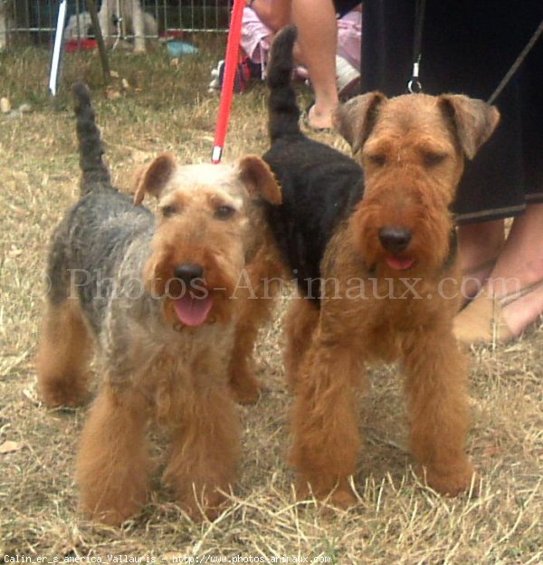 Photo de Welsh terrier