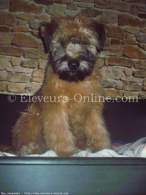 Photo de Terrier irlandais  poils doux