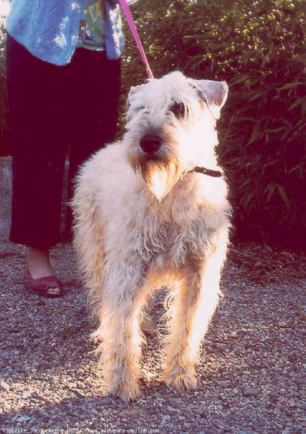 Photo de Terrier irlandais  poils doux