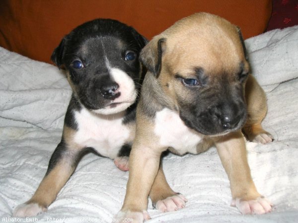 Photo d'American staffordshire terrier