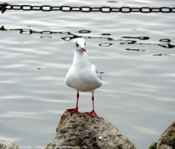 Photo de Mouette