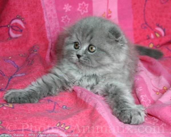 Photo de Scottish fold